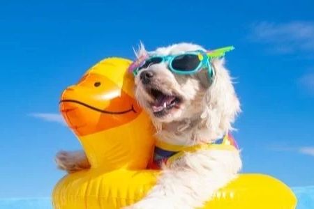 How to Keep Your Dog Cool in Summer Heat: Essential Tips for Hot Weather Dog Care