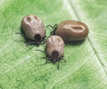 How to Prevent Ticks in My Yard: Effective Methods for Tick Control