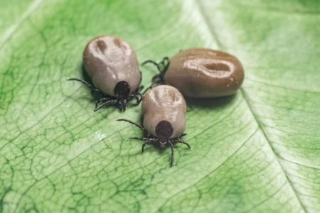 How to Prevent Ticks in My Yard: Effective Methods for Tick Control