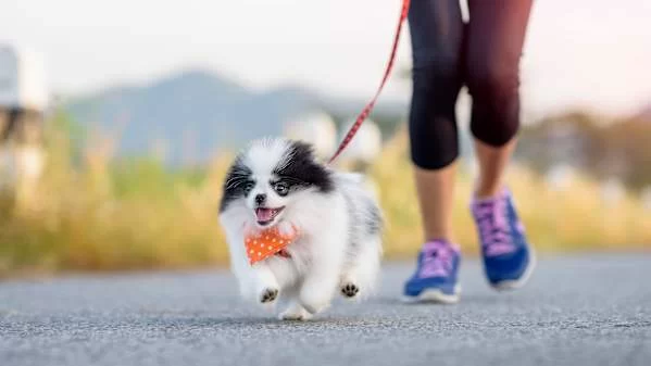 Best Dog Breeds for Runners: Find the Perfect Companion for Your Fitness Routine