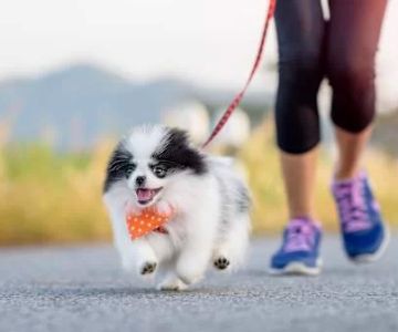 Best Dog Breeds for Runners: Find the Perfect Companion for Your Fitness Routine