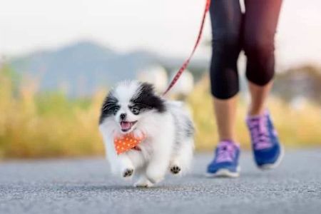 Best Dog Breeds for Runners: Find the Perfect Companion for Your Fitness Routine