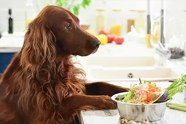 All-Natural Pet Food for Long-Lasting Health: Why It’s the Best Choice for Your Pet