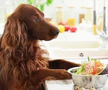 All-Natural Pet Food for Long-Lasting Health: Why It’s the Best Choice for Your Pet