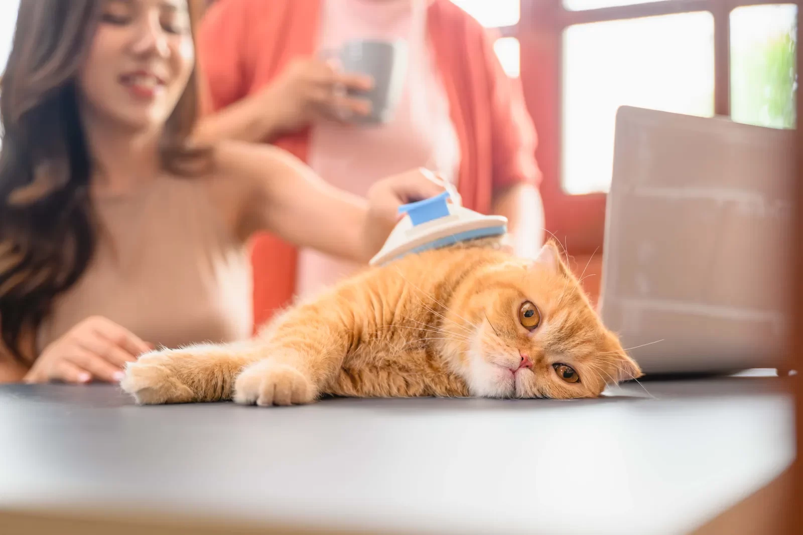 Understanding the Reasons for Cat Shedding and How to Manage It