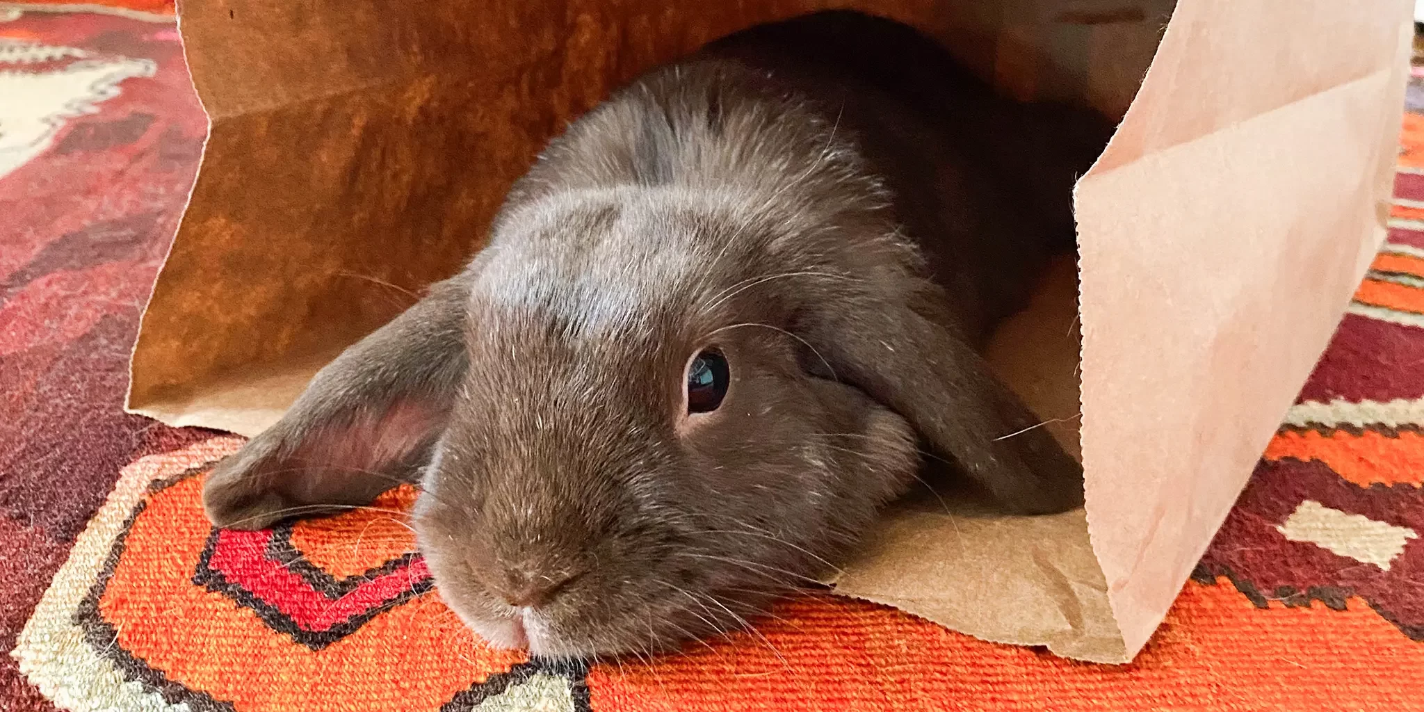 How to Care for a Pet Rabbit During Molting Season: Essential Tips and Advice