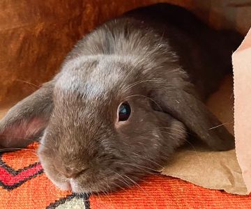 How to Care for a Pet Rabbit During Molting Season: Essential Tips and Advice