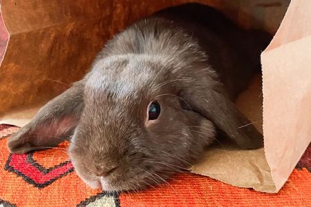 How to Care for a Pet Rabbit During Molting Season: Essential Tips and Advice