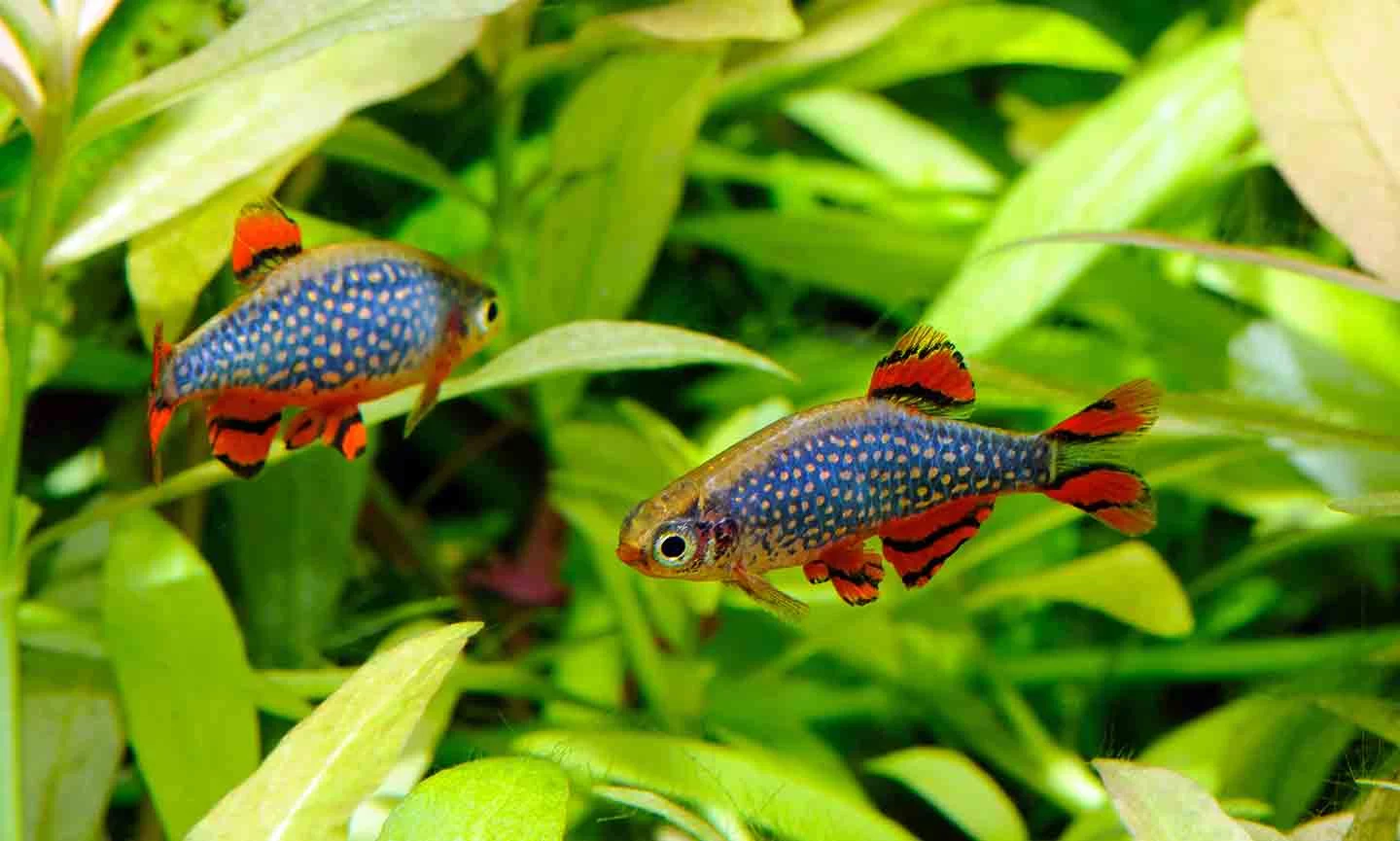 Top-Rated Aquariums for Beginner Fish Owners: Best Fish Tanks for Your New Aquarium Setup