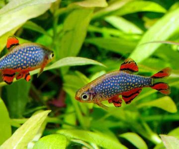 Top-Rated Aquariums for Beginner Fish Owners: Best Fish Tanks for Your New Aquarium Setup