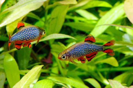 Top-Rated Aquariums for Beginner Fish Owners: Best Fish Tanks for Your New Aquarium Setup