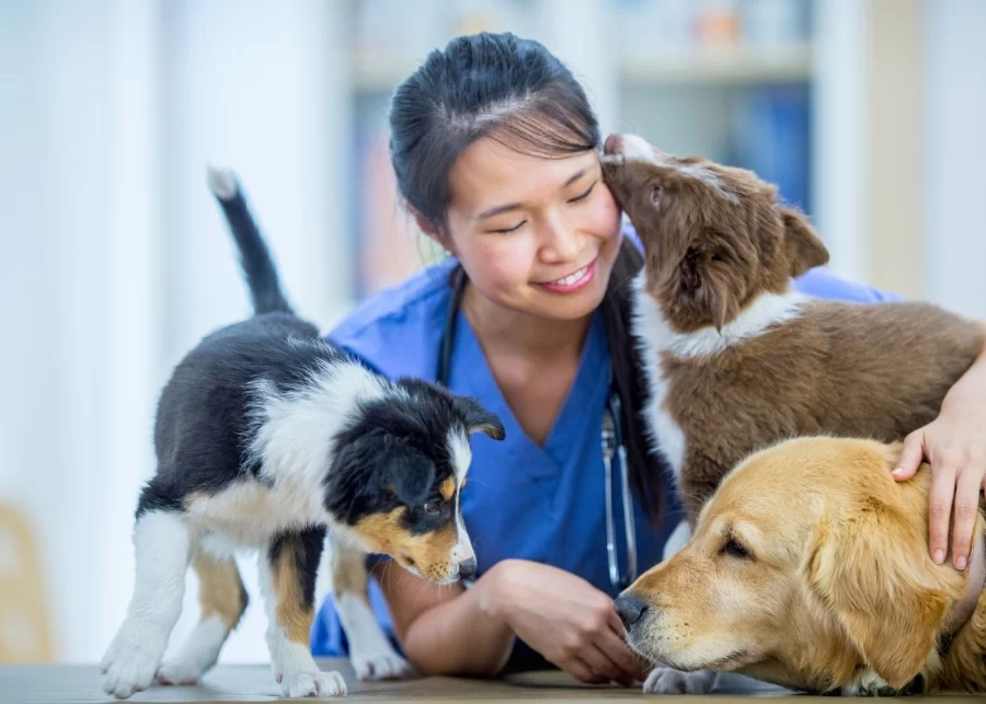 What Are the Top-Rated Animal Hospitals for Large Animals? A Guide for Pet Owners