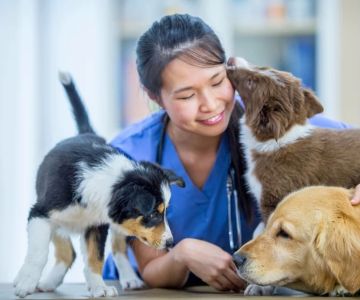 What Are the Top-Rated Animal Hospitals for Large Animals? A Guide for Pet Owners