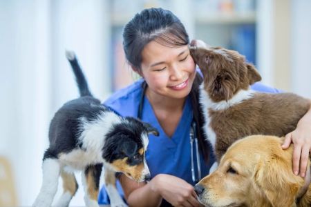 What Are the Top-Rated Animal Hospitals for Large Animals? A Guide for Pet Owners