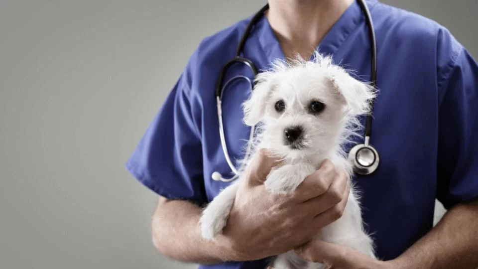 Can I Trust Online Reviews for Choosing a Veterinary Hospital? A Guide to Making Informed Decisions