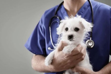 Can I Trust Online Reviews for Choosing a Veterinary Hospital? A Guide to Making Informed Decisions