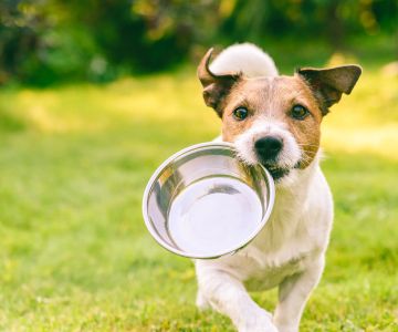 How to Treat My Dog’s Digestive Issues: Tips and Solutions for a Healthy Tummy