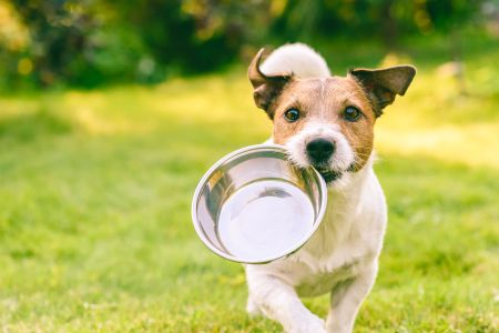 How To Treat My Dog’s Digestive Issues: Tips And Solutions For A 