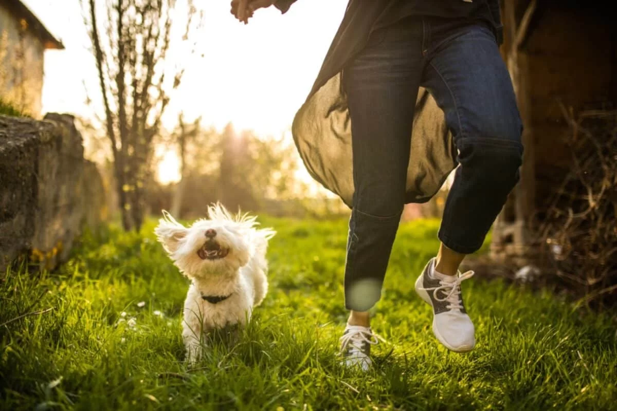 Holistic Pet Health Care Services: Comprehensive Wellness for Your Furry Friends
