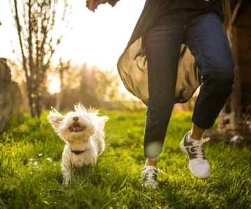 Holistic Pet Health Care Services: Comprehensive Wellness for Your Furry Friends