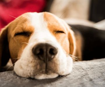 How to Care for a Dog with Diabetes: A Complete Guide to Managing Diabetes in Dogs