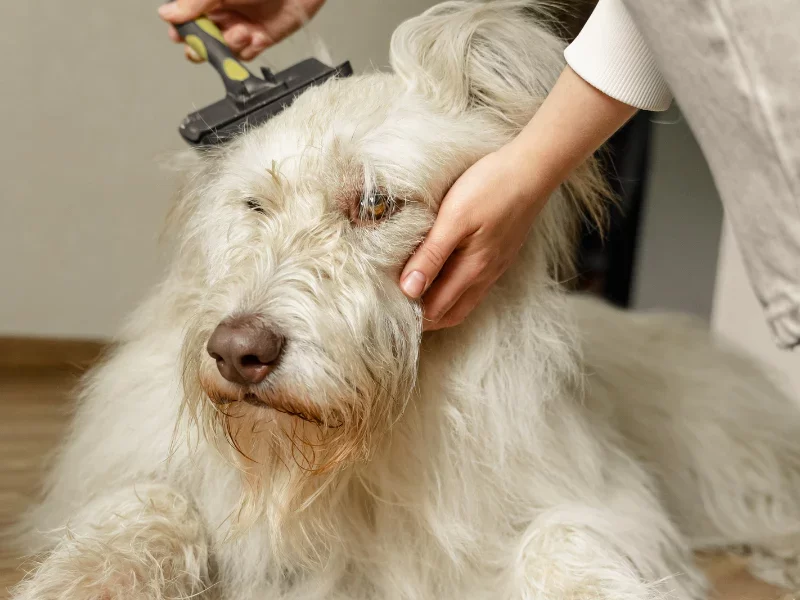 Dog Hair Loss Treatment: Effective Solutions to Prevent Shedding and Promote Regrowth