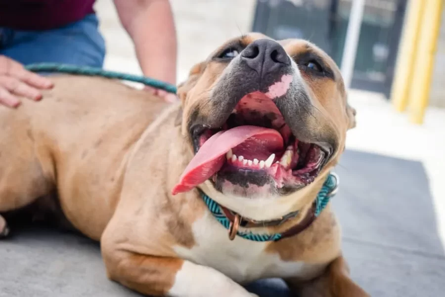 How to Clean Dog’s Teeth Without Brushing: Effective Alternatives for Better Oral Health