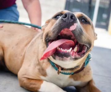 How to Clean Dog’s Teeth Without Brushing: Effective Alternatives for Better Oral Health