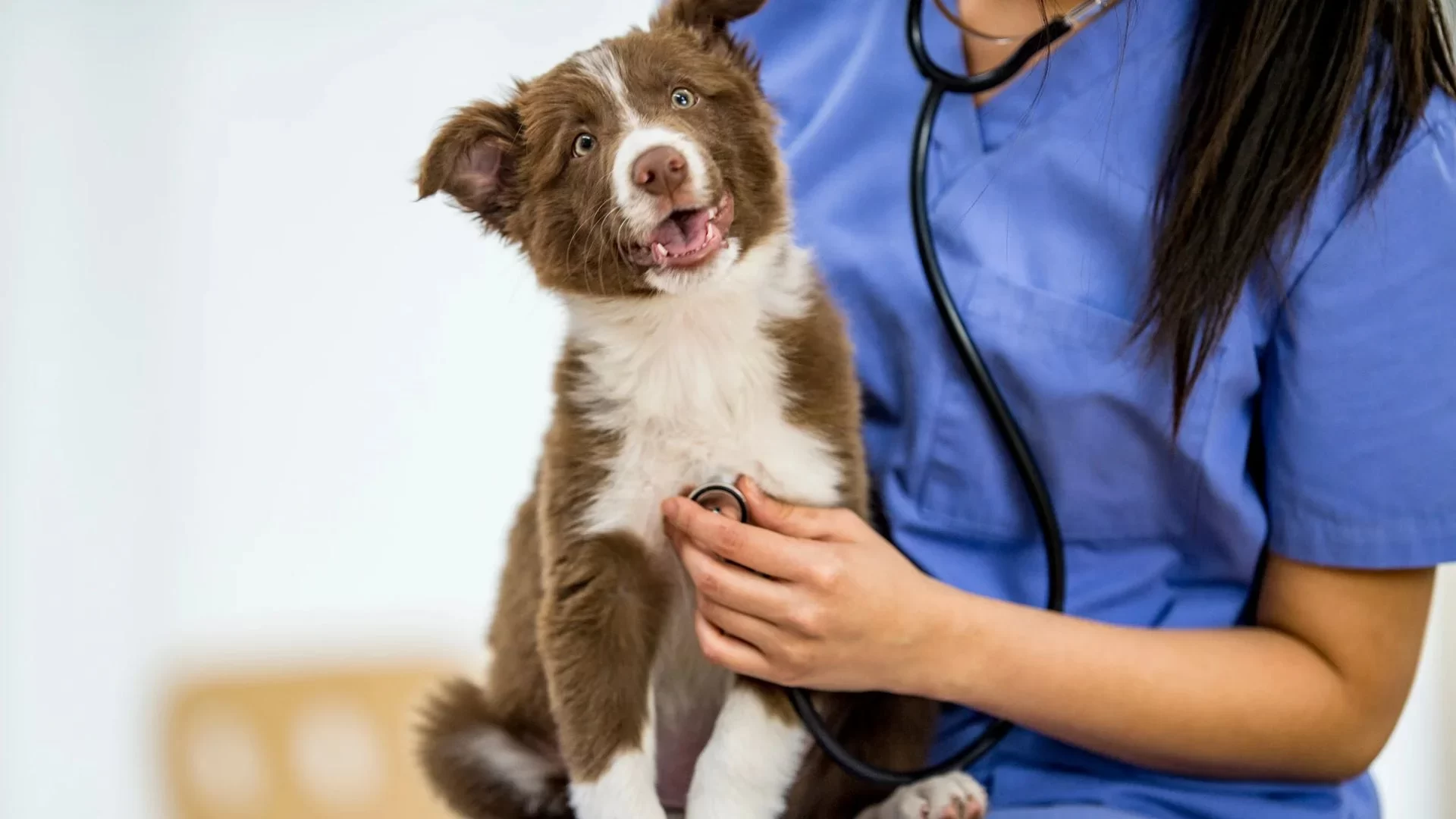 How to Find a Vet That Provides After-Hours Care: Your Guide to Emergency Veterinary Services