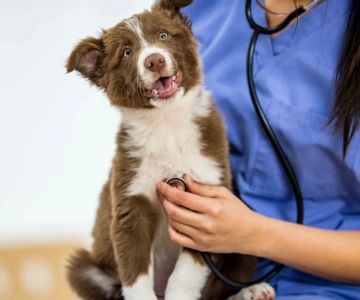 How to Find a Vet That Provides After-Hours Care: Your Guide to Emergency Veterinary Services