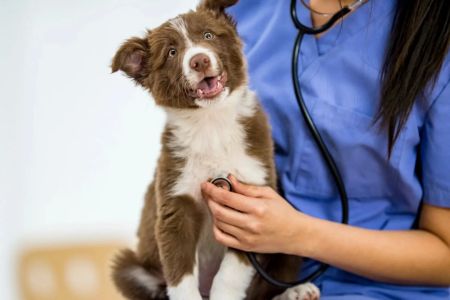 How to Find a Vet That Provides After-Hours Care: Your Guide to Emergency Veterinary Services