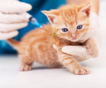 Cat Vaccination Boosters: Essential for Your Feline's Long-Term Health