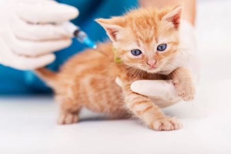 Cat Vaccination Boosters: Essential for Your Feline's Long-Term Health