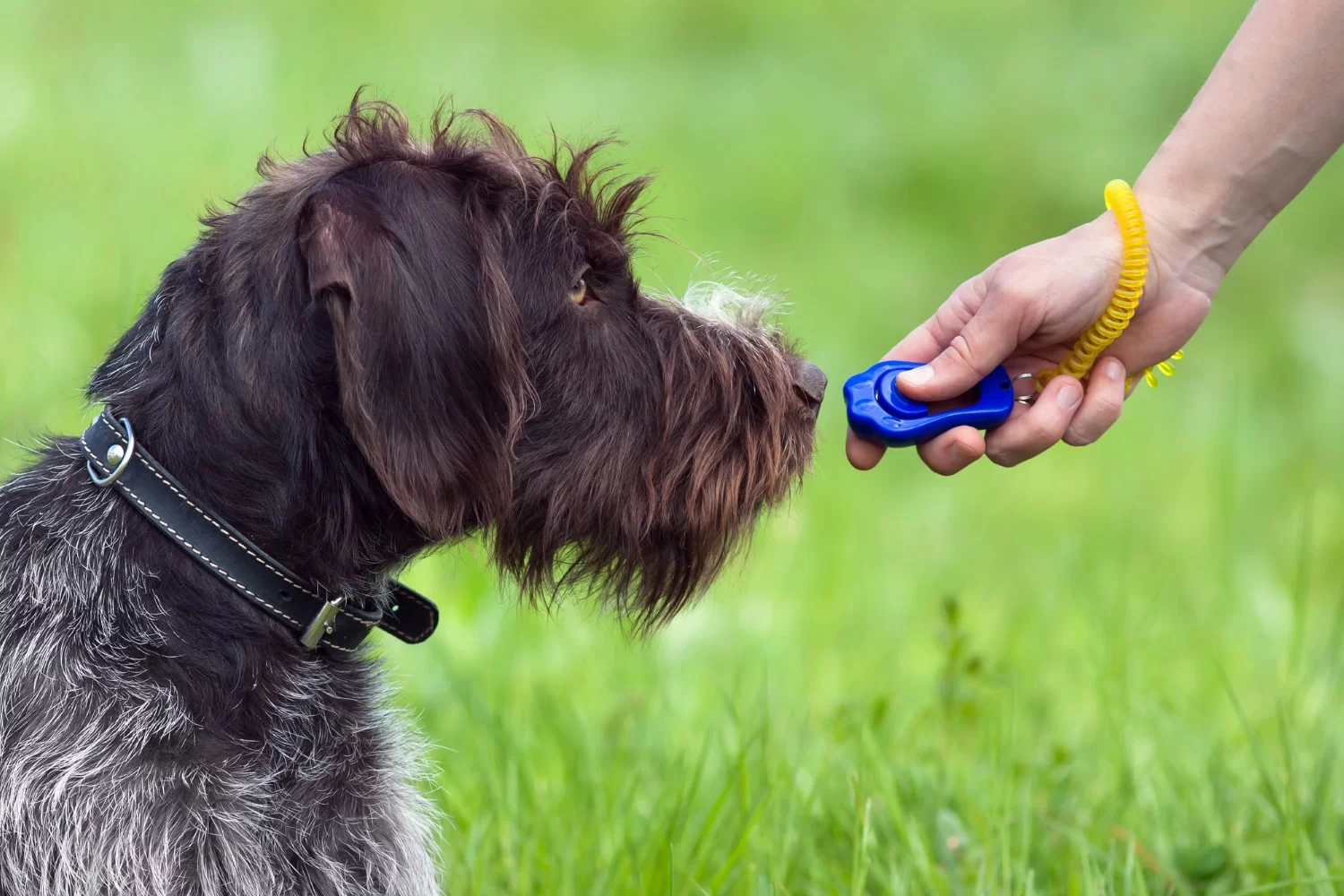 Dog Training Clickers for Positive Reinforcement: The Key to Effective Behavior Training