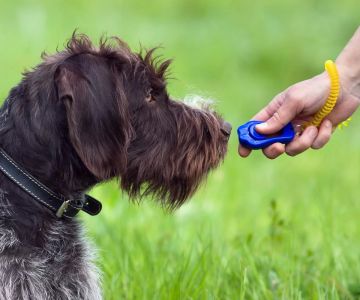Dog Training Clickers for Positive Reinforcement: The Key to Effective Behavior Training