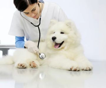 Dog Emergency Vet Care: When and How to Seek Help for Your Dog