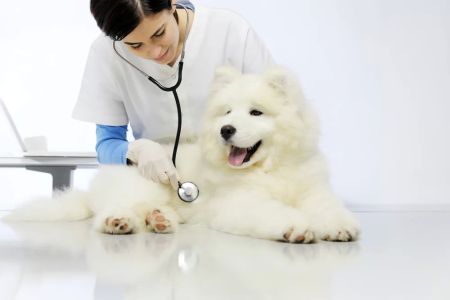 Dog Emergency Vet Care: When and How to Seek Help for Your Dog