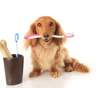 Best Options for Pet Dental Care: Tips and Products to Ensure Your Pet’s Oral Health