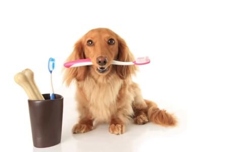 Best Options for Pet Dental Care: Tips and Products to Ensure Your Pet’s Oral Health