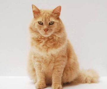 How to Take Care of a Senior Cat: Expert Tips for a Healthy and Happy Life