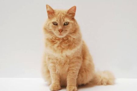 How to Take Care of a Senior Cat: Expert Tips for a Healthy and Happy Life