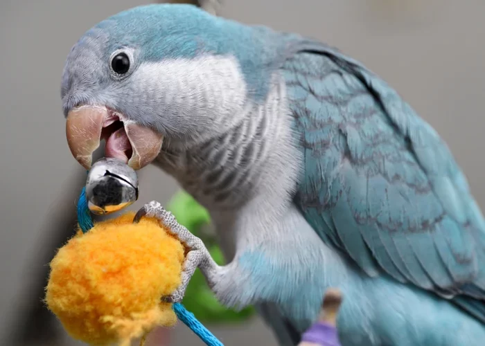 How to Help a Pet Bird with Behavioral Problems: Expert Tips and Solutions