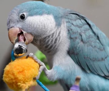 How to Help a Pet Bird with Behavioral Problems: Expert Tips and Solutions
