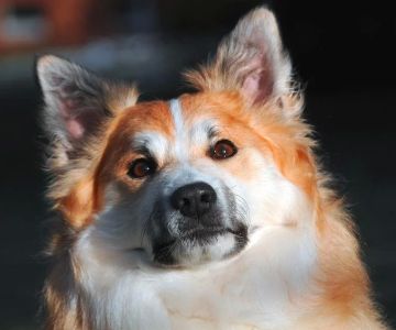 Why Does My Dog Have a Swollen Face? Causes, Symptoms, and Treatment Options