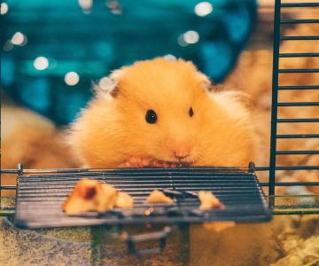 How to Clean a Pet Hamster’s Cage Easily: A Step-by-Step Guide