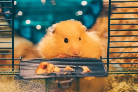 How to Clean a Pet Hamster’s Cage Easily: A Step-by-Step Guide