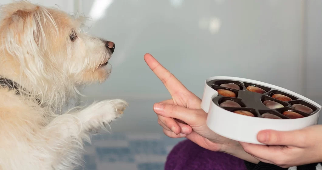 How to Prevent My Dog from Eating Chocolate: Essential Tips for Dog Owners