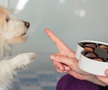 How to Prevent My Dog from Eating Chocolate: Essential Tips for Dog Owners