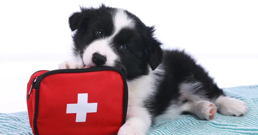 How to Prepare a Pet First Aid Kit: Essential Items and Tips
