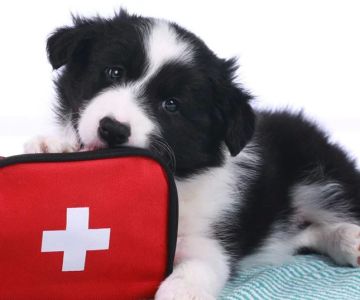How to Prepare a Pet First Aid Kit: Essential Items and Tips